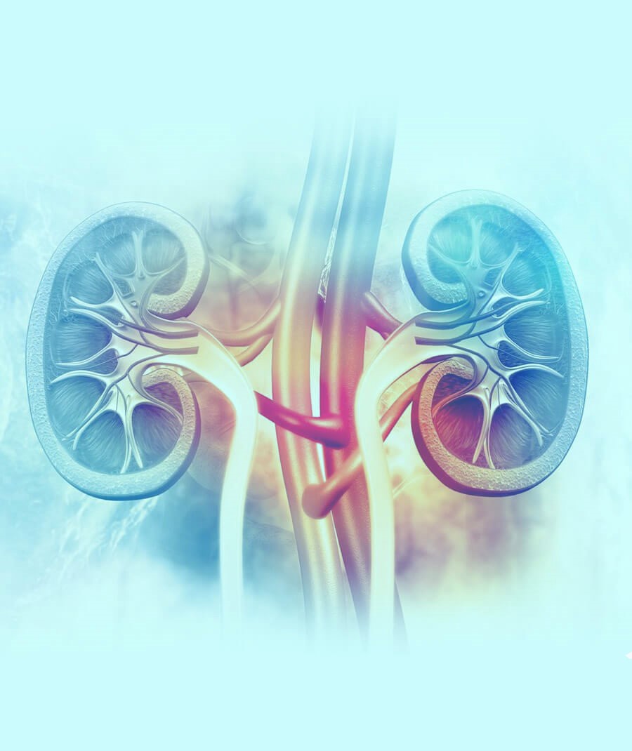 kidney